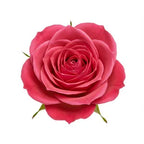 Royal William rose