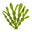 Seaweed