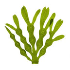 Seaweed