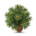 Siberian Fir