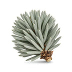 Silver Fir