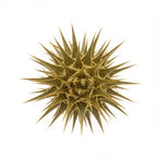 Spikenard
