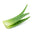 Sri Lankan Aloe