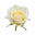 Swiss White Rose