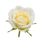 Swiss White Rose