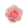 Taif Rose