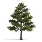 Texas Cedar