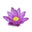 Thaiblue Lotus Absolute
