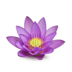 Thaiblue Lotus Absolute