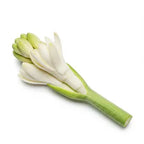 Tuberose