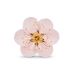 Ume Blossom