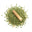 Vetiver