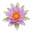 Water Lily