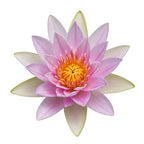 Water Lily