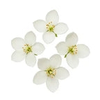 White Flowers