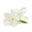 White gingerlily